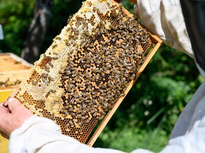 Imker Andreas beim betrachten der Bienen auf der Wabe. | © Urlaub am Bauernhof/Punkt und Komma gmbh Imker Andreas beim betrachten der Bienen auf der Wabe. | © Urlaub am Bauernhof/Punkt und Komma gmbh