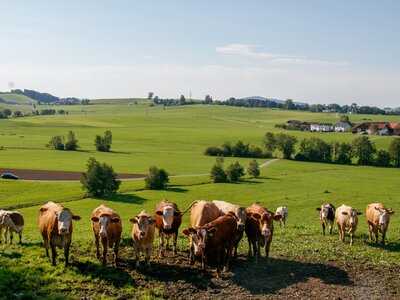 Kühe auf der Weide | © Urlaub am Bauernhof im SalzburgerLand / www.travelpins.at Kühe auf der Weide | © Urlaub am Bauernhof im SalzburgerLand / www.travelpins.at