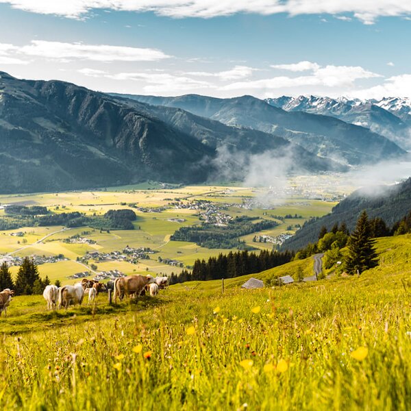 Kühe auf der Alm, Die Schattberger Saalfelden, Salzburger Land | © Die Schattberger