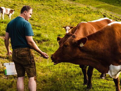 Kühe füttern auf der Alm, Die Schattberger, Salzburger Land | © Die Schattberger Kühe füttern auf der Alm, Die Schattberger, Salzburger Land | © Die Schattberger