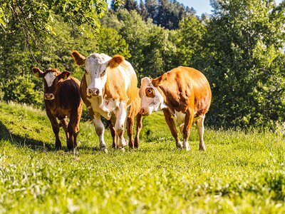 Kühe, Die Schattberger, Salzburger Land | © Die Schattberger Kühe und Kalb auf Wiese, Fleckvieh, Die Schattberger, Salzburger Land | © Die Schattberger