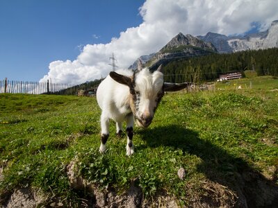 Ziege, Dientalm, Mühlbach am Hochkönig, Salzburger Land | © Dientalm / Matthias Gruber Ziege, Dientalm, Mühlbach am Hochkönig, Salzburger Land | © Dientalm / Matthias Gruber