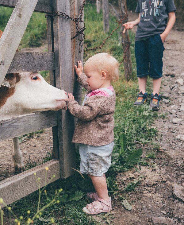 Calf licking the hand of a toddler in the pasture, Grußberggut Bad Hofgastein | © Farmholidays in SalzburgerLand / Daniel Gollner