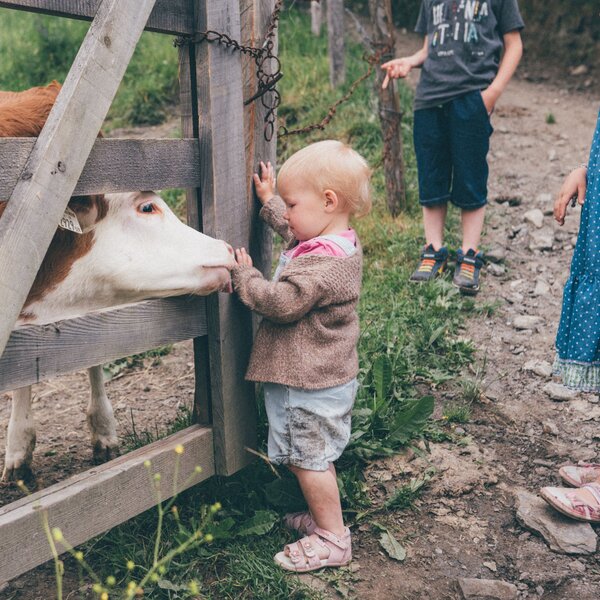 Calf licking the hand of a toddler in the pasture, Grußberggut Bad Hofgastein | © Farmholidays in SalzburgerLand / Daniel Gollner