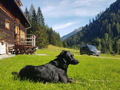 Hund liegt in der Wiese | © www.wiederunterwegs.com / Angelika Mandler-Saul Hund liegt in der Wiese vor der Almhütte | © www.wiederunterwegs.com / Angelika Mandler-Saul