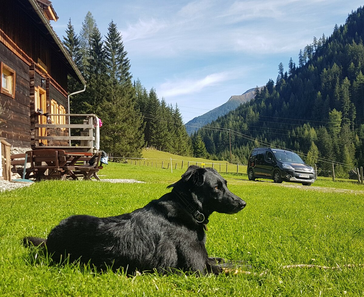 Hund liegt in der Wiese | © www.wiederunterwegs.com / Angelika Mandler-Saul Hund liegt in der Wiese vor der Almhütte | © www.wiederunterwegs.com / Angelika Mandler-Saul