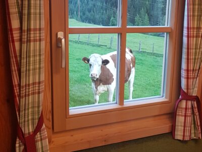 Kuh schaut durch Fenster | © www.wiederunterwegs.com / Angelika Mandler-Saul Kuh schaut durch Fenster | © www.wiederunterwegs.com / Angelika Mandler-Saul