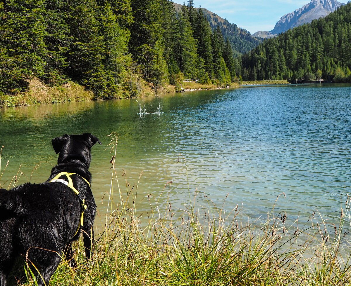 Hund am Bergsee | © www.wiederunterwegs.com / Angelika Mandler-Saul Hund am Bergsee | © www.wiederunterwegs.com / Angelika Mandler-Saul