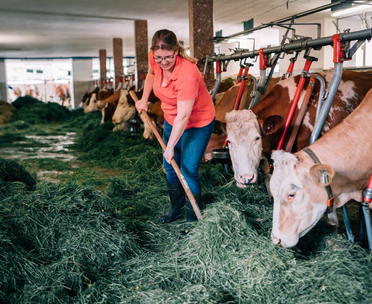 Bäuerin Maria Höpflinger füttert ihre Kühe im Stall. | © Urlaub am Bauernhof im SalzburgerLand / Daniel Gollner