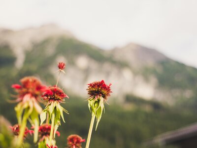 Blumen, Archehof Öbristhof in Kleinarl, Salzburger Sportwelt | © Urlaub am Bauernhof Salzburger Land / Matthias Gruber Blumen, Hintergrund Berge, Archehof Öbristhof in Kleinarl, Salzburger Sportwelt | © Urlaub am Bauernhof Salzburger Land / Matthias Gruber