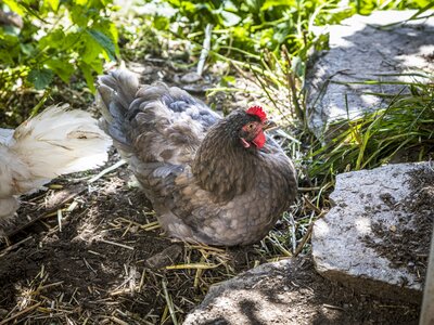 Glückliches Huhn am Pöllitzgut | © Urlaub am Bauernhof im SalzburgerLand / Bernd Suppan Glückliches Huhn am Pöllitzgut | © Urlaub am Bauernhof im SalzburgerLand / Bernd Suppan