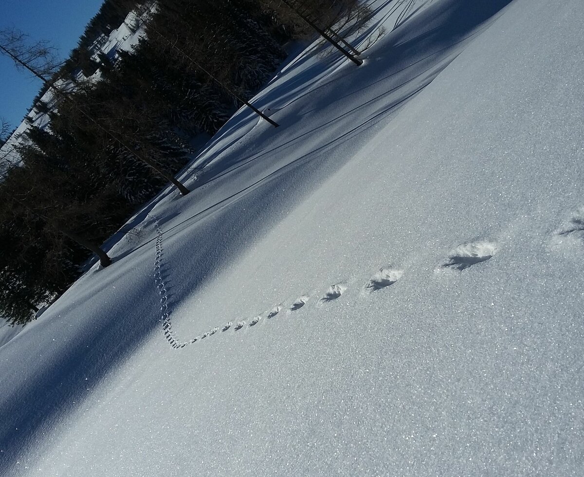 Animal tracks in the snow | © Margret Appesbacher Animal tracks in the snow | © Margret Appesbacher