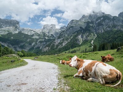Kühe auf der Weide | © Urlaub am Bauernhof im SalzburgerLand / Matthias Gruber Kühe auf der Weide am Vorderoberlehengut, im Hintergrund das Tennengebirge. | © Urlaub am Bauernhof im SalzburgerLand / Matthias Gruber