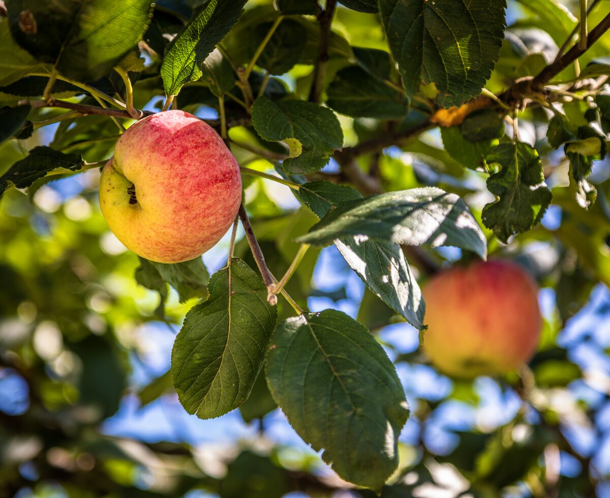 Apfelbaum am Biobauernhof Gast im Lungau, Salzburger Land | © Urlaub am Bauernhof / Bernd Suppan Zwei rote Äpfel hängen am Apfelbaum, Ansicht von unten, Biobauernhof Gast, Salzburger Land | © Urlaub am Bauernhof / Bernd Suppan