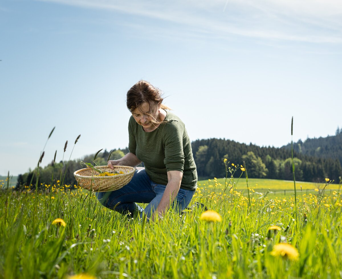 Bäuerin sammelt Löwenzahn | © Urlaub am Bauernhof Salzburger Land / Punkt & Komma Bäuerin sammelt Löwenzahn | © Urlaub am Bauernhof Salzburger Land / Punkt & Komma
