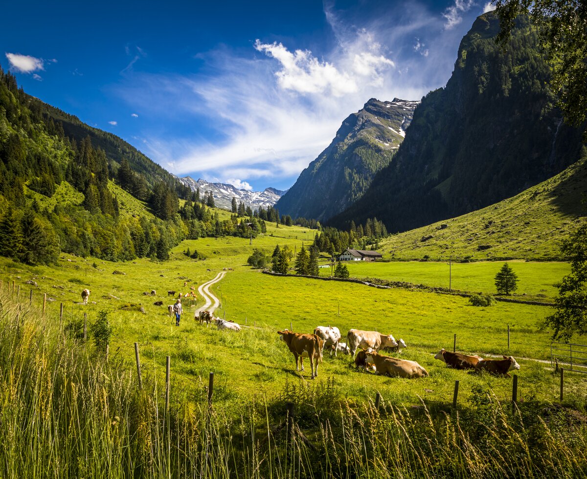 Rieserhütte im Felbertal, Nationalpark Hohe Tauern, Salzburger Land | © Urlaub am Bauernhof Salzburg / Bernd Suppan Kühe weiden im Almengebiet im Felbertal in Mittersill, Nationalpark Hohe Tauern, Salzburger Land | © Urlaub am Bauernhof Salzburg / Bernd Suppan