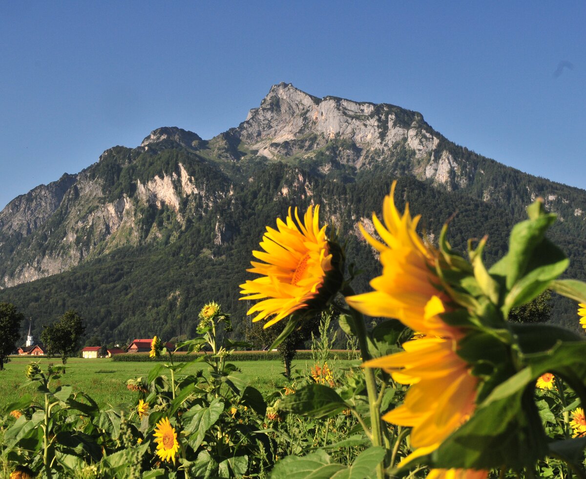 Der Untersberg in Salzburg | © TVB Grödig Blick auf den Untersberg in Salzburg von einem Sonnenblumenfeld. | © TVB Grödig