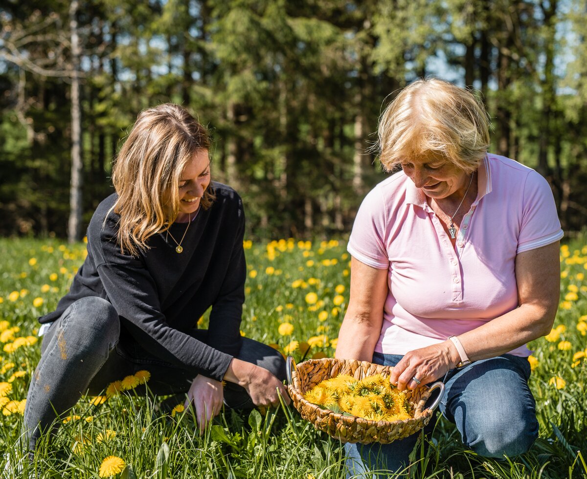 Löwenzahnsammeln mit Bäuerin Johanna Krenn | © Urlaub am Bauernhof / punkt&komma Bäuerin Johanna Krenn sammelt Löwenzahnblüten auf der Wiesen um den Hof. | © Urlaub am Bauernhof / punkt&komma