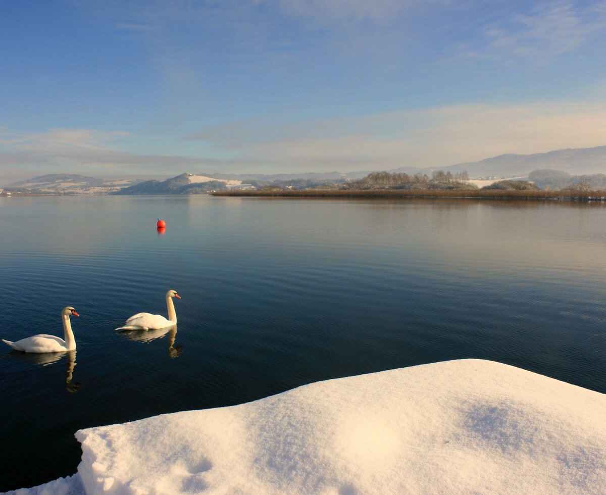 Swans on wintry Wallersee, SalzburgerLand | © Salzburger Seenland Tourismus Two swans swimming on the wintry Wallersee, Salzburg Lake District | © Salzburger Seenland Tourismus