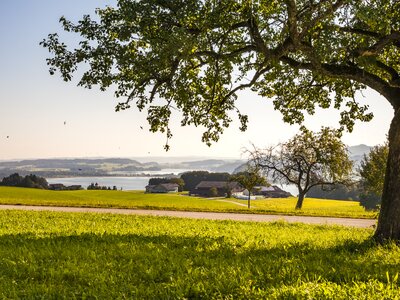 Blick auf den Obertrumer See | © Urlaub am Bauernhof im SalzburgerLand / Bernd Suppan Blick vom Baby- und Kinderbauernhof Aicherbauer in Seeham auf den Obertrumer See. | © Urlaub am Bauernhof im SalzburgerLand / Bernd Suppan