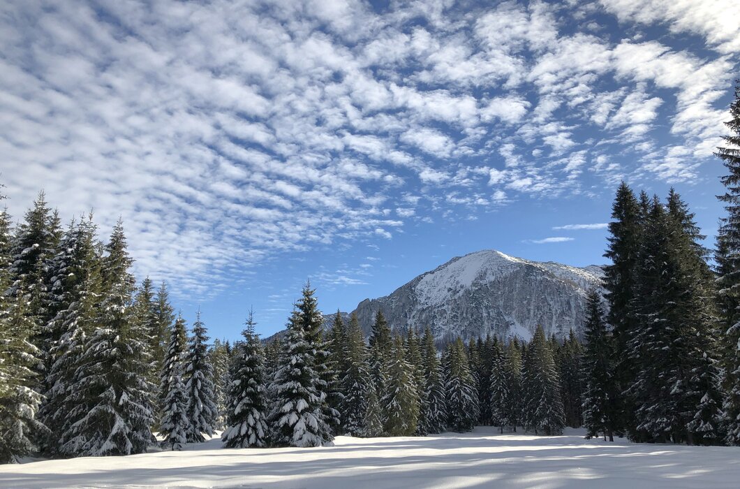 Tief verschneite Bäume auf der Postalm in Strobl am Wolfgangsee, blauer HImmel mit Schäfchenwolken. | © Urlaub am Bauernhof im SalzburgerLand / Margret Appesbacher