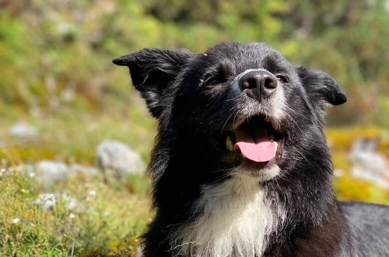 Hund Joey vom Reithof in Filzmoos, Hunde erlaubt, Salzburger Land | © Urlaub am Bauernhof Salzburger Land / Bernd Suppan