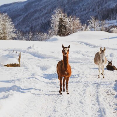 Tiere im Schnee am Pronebengut in Mühlbach am Hochkönig | © Urlaub am Bauernhof / Punkt & Komma