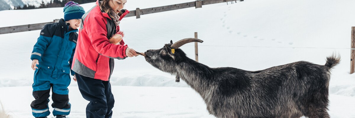 Kind füttert eine Ziege. | © Urlaub am Bauernhof im SalzburgerLand/ Punkt und Komma