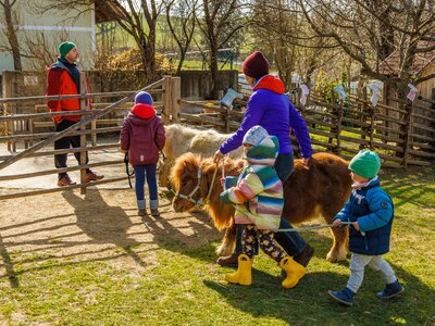 Kinder begleiten die Miniponys, Bauernhof Wild, Steiermark | © Urlaub am Bauernhof Steiermark / Wolfgang Spekner Die Kinder dürfen die Miniponys führen und mit ihnen spazieren gehen | © Urlaub am Bauernhof Steiermark / Wolfgang Spekner