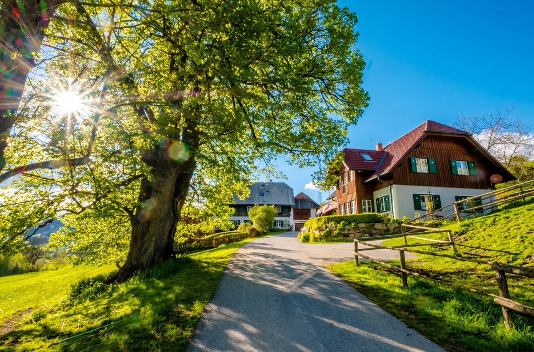 Sonne scheint durch den Baum, der im Frühling blüht, im Hintergrund mit Bauernhof | © Urlaub am Bauernhof Steiermark / Wolfgang Spekner