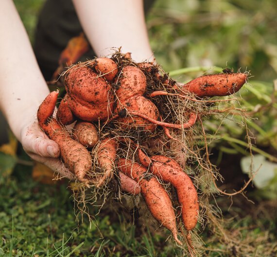 Frisch geerntete Karotten aus dem eigenen Garten | © Urlaub am Bauernhof / Punkt & Komma