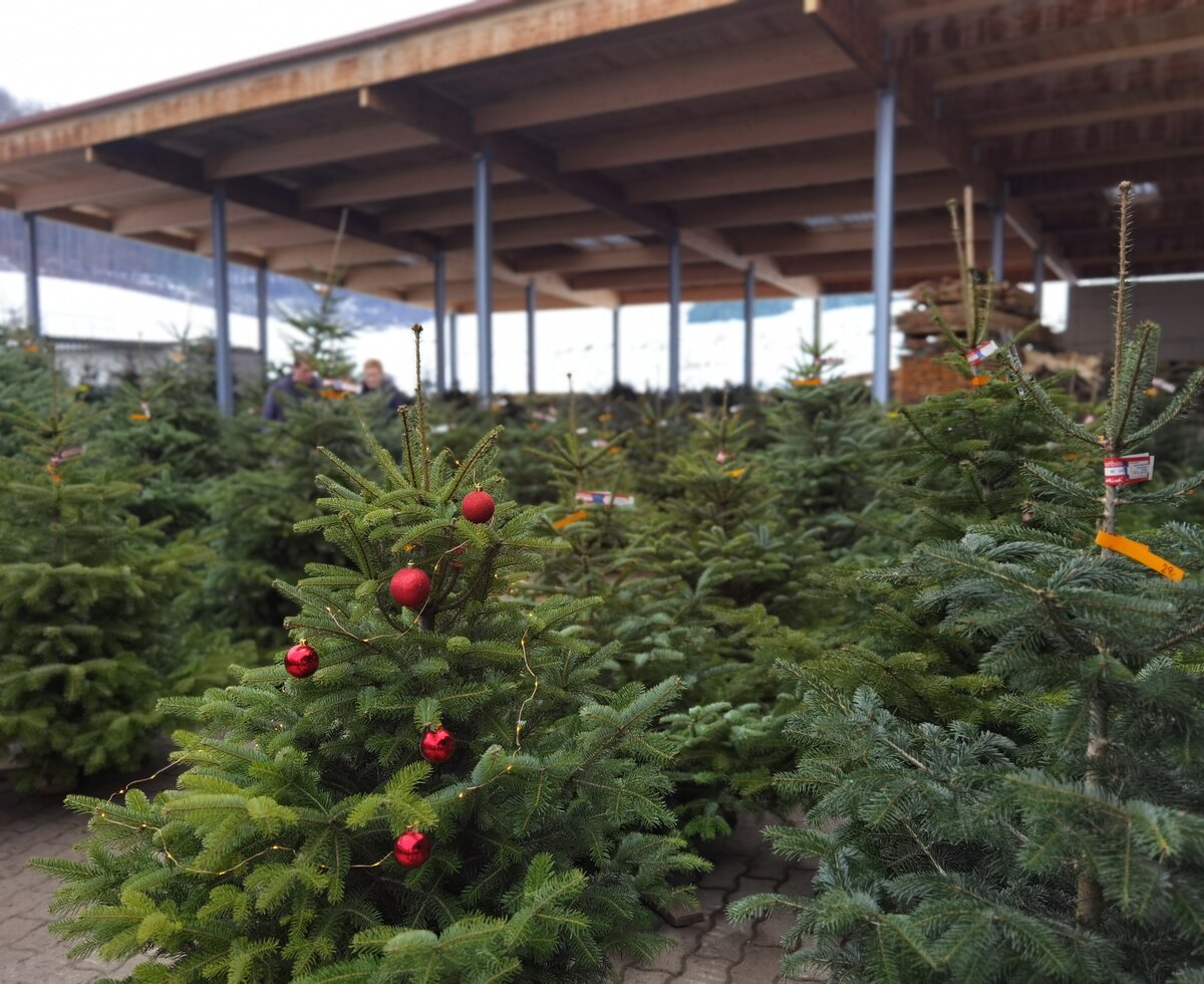 Steirische Christbäume, Bauernhof Grain, Steiermark | © Urlaub am Bauernhof Steiermark / Crosseye