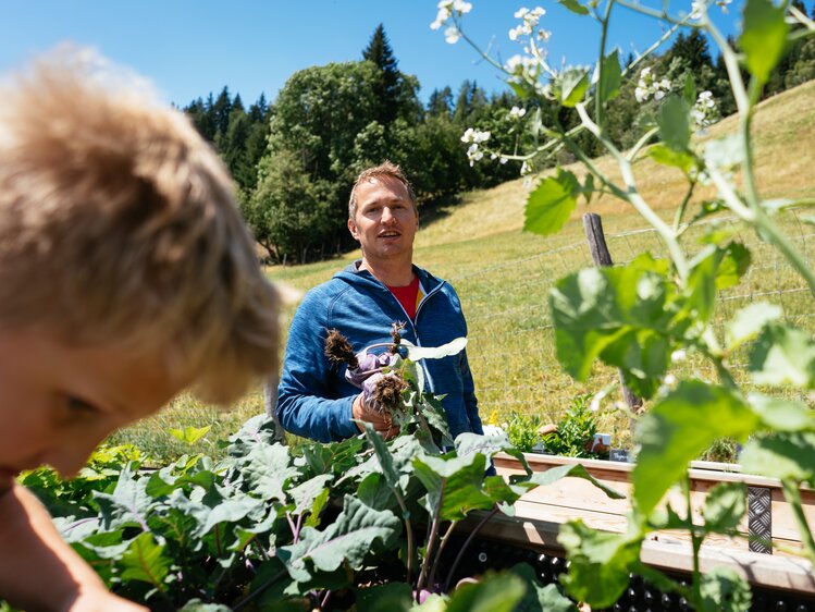 Bauer erntet frisches Gemüse vom Hochbeet | © Urlaub am Bauernhof Steiermark / Daniel Gollner