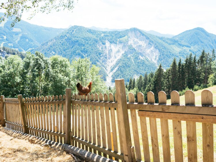 Huhn sitzt am Holzzaun und im Hintergrund sieht man die wunderschöne Gegend | © Urlaub am Bauernhof Steiermark / Daniel Gollner