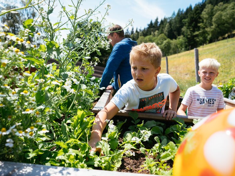 Buben arbeiten am Hochbeet, das mit Gemüse bepflanzt ist | © Urlaub am Bauernhof Steiermark / Daniel Gollner