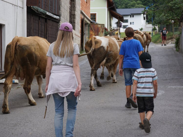 Drei Kinder gehen hinter mehreren Kühen her, die Richtung Weide gehen | © Urlaub am Bauernhof Steiermark / Katrin Rathmayr