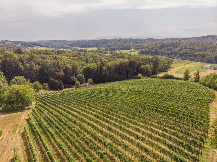 Ausblick über die Weingärten vom Weingut Monschein | © Urlaub am Bauernhof Steiermark / Sabine Ertl