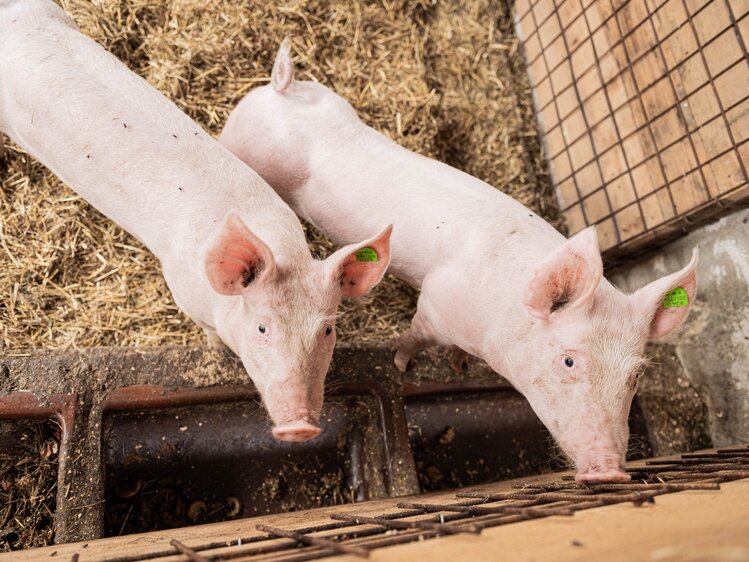 Die Schweine können sich hier so richtig rundum wohlfühlen | © Urlaub am Bauernhof Steiermark / Sabine Ertl