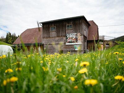 Blick auf das Stallgebäude am Bauernhof Rossegger mit Löwenzahn im Vordergrund, Steiermark | © Urlaub am Bauernhof Steiermark | Daniel Gollner
