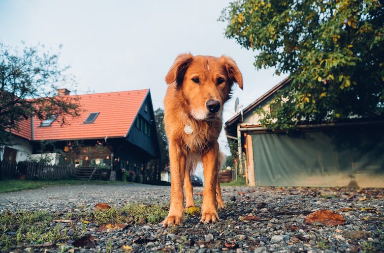 Ein hellbrauner Hund spaziert bei herbstlicher Stimmung auf einem Bauernhof und im Hintergrund sieht man das Bauernhaus. | © Urlaub am Bauernhof / Daniel Gollner