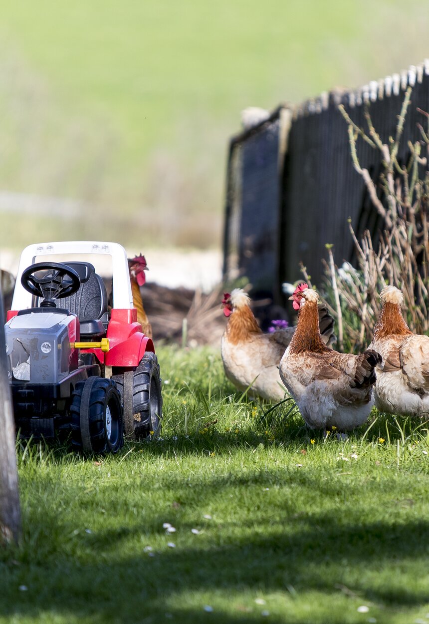 Am Bauernhof dürfen die Hennen frei herum laufen, Steiermark | © Urlaub am Bauernhof Steiermark / Tom Lamm