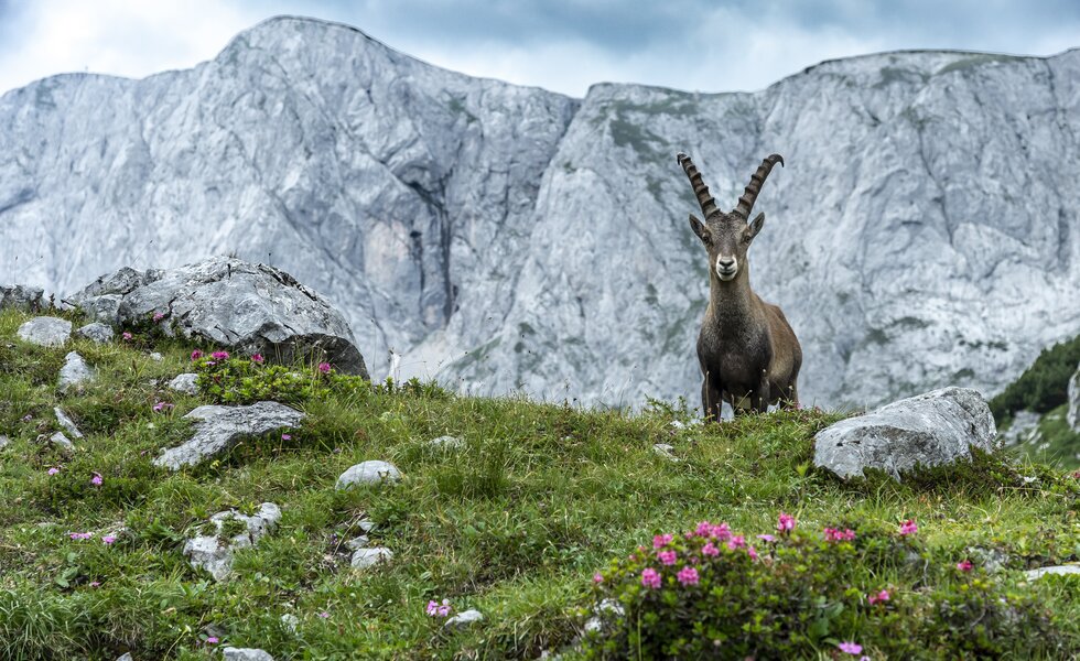 Eine Gämse steht auf einer Almwiese am Hochschwab, Hochsteiermark, Steiermark  | © Steiermark Tourismus / pixelmaker.at