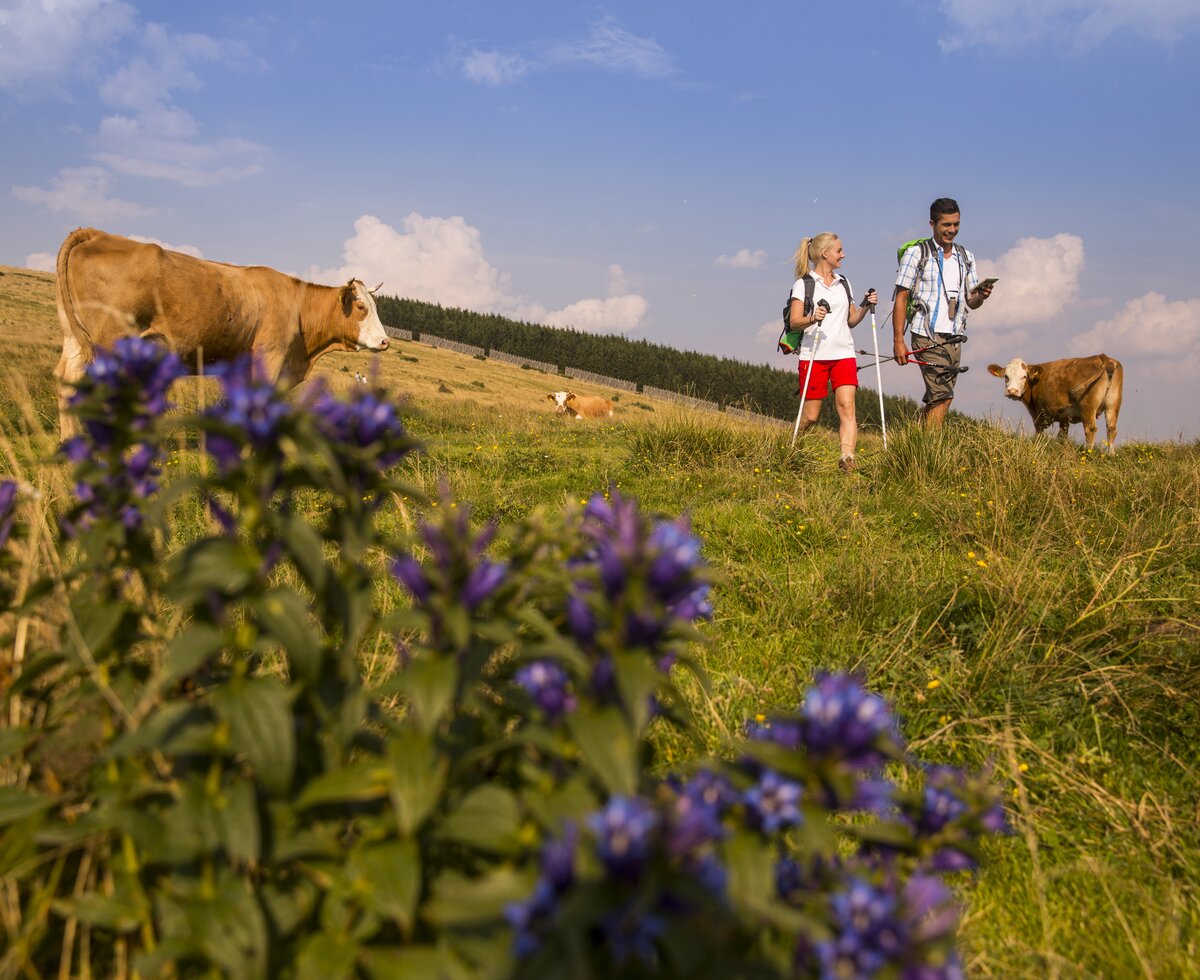 Zwei Wanderer auf der Kuhweide in der Oststeiermark | © TRV Oststeiermark / Bernhard Bergmann Ein Paar wandert über die Kuhweide in der Oststeiermark | © TRV Oststeiermark / Bernhard Bergmann