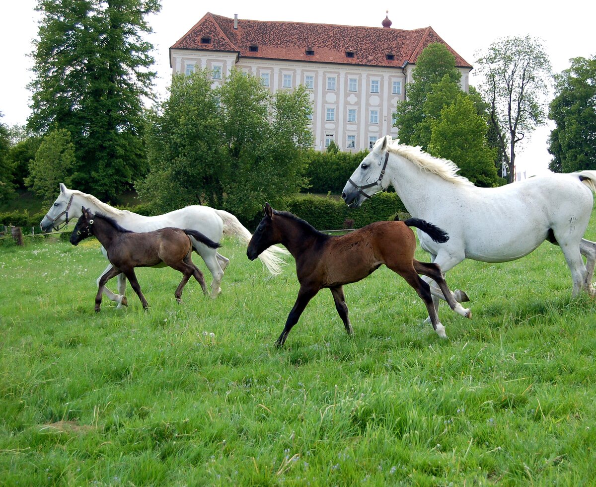 Laufende Lipizzanerpferde vor dem Bundesgestüt Piber, Süd-West-Steiermark, Steiermark | © Süd-West-Steiermark / Spanische Hofreitschule Bundesgestüt Piber