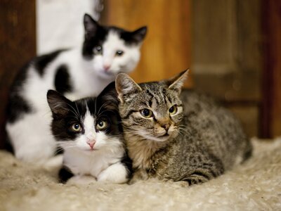 Drei Katzen kuscheln miteinander, Urlaubsregion Murau-Murtal, Steiermark | © Urlaub am Bauernhof Steiermark / Kufferath