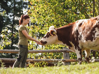 Mädchen füttert eine Kuh, Forstbauer, Steiermark | © Urlaub am Bauernhof / Punkt & Komma Ein Mädchen füttert mit der Hand eine Kuh, Forstbauer, Steiermark | © Urlaub am Bauernhof / Punkt & Komma
