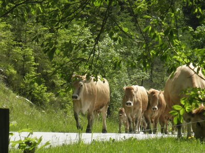 Almauftrieb der Kühe vom Michlbauerhof, Neuberg, Steiermark | © Michlbauerhof / Familie Holzer Almauftrieb der Kühe vom Michlbauerhof, Neuberg, Steiermark | © Michlbauerhof / Familie Holzer