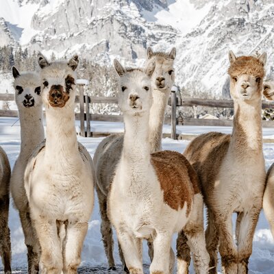 Alpakas stehen in einer Winterlandschaft | © UaB Steiermark / Wolfgang Spekner