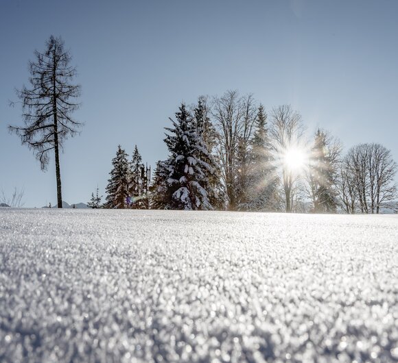 Schnee glitzert in der Sonne. Im Hintergrund stehen verschneite Bäume. | © UaB Steiermark / Wolfgang Spekner