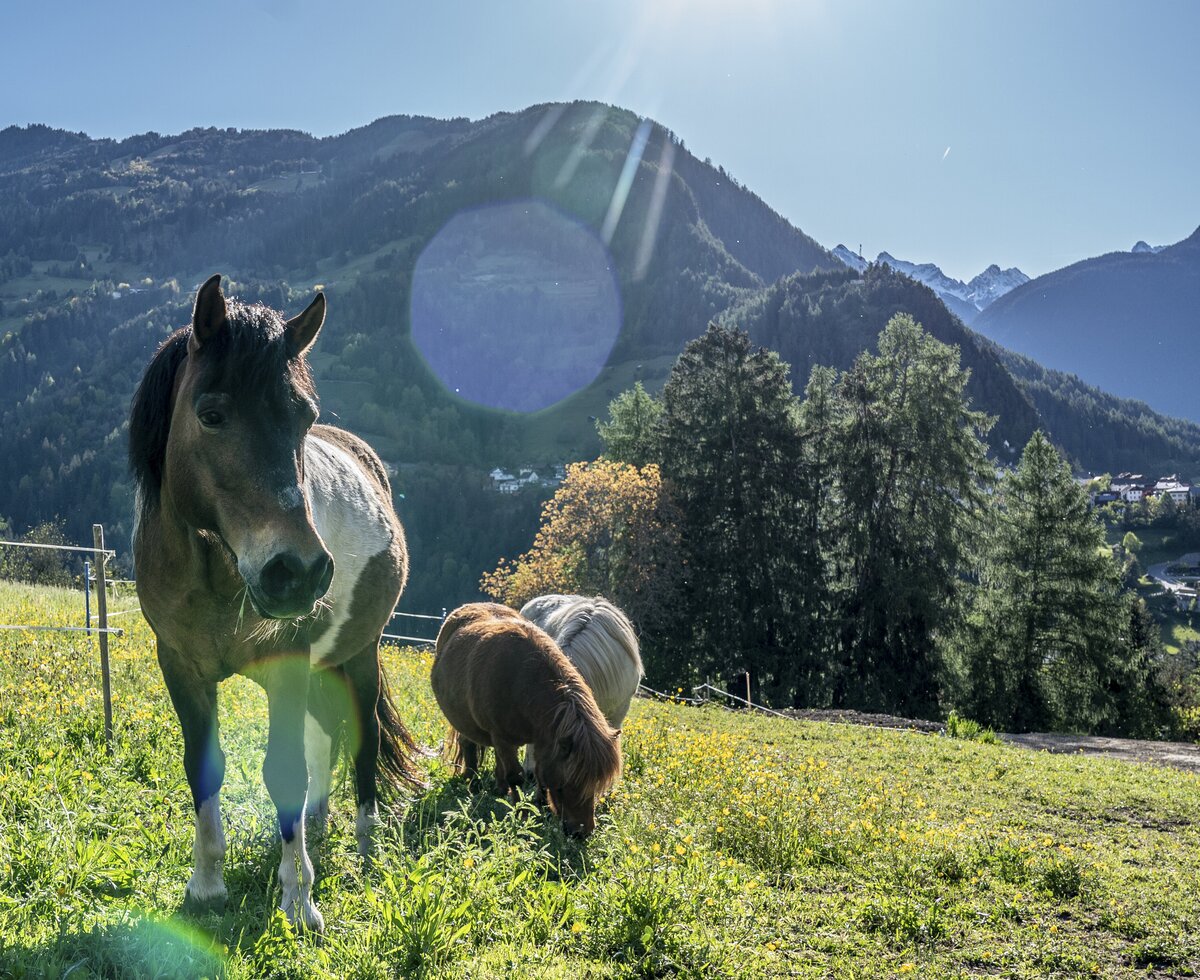 Pony am Lerzerhof | © Black Tea Fotografie/Viktoria Gstrein Pony am Lerzerhof | © Black Tea Fotografie/Viktoria Gstrein